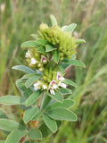 Round-headed bush-clover | Lespedeza capitata