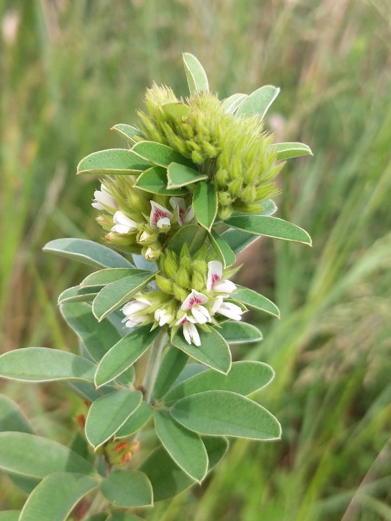 Round-headed bush-clover | Lespedeza capitata
