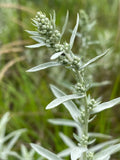 Prairie sage | Artemisia ludovicana