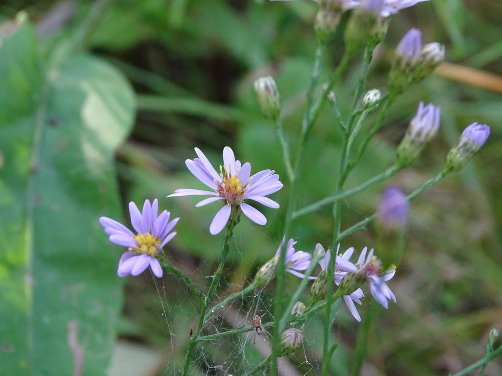 Sky blue aster | Symphyotrichum oolentangiense