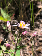 Large-leaved aster | Eurybia macrophylla