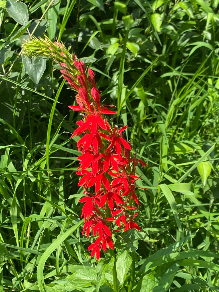 Cardinal flower | Lobelia cardinalis