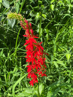 Cardinal flower | Lobelia cardinalis