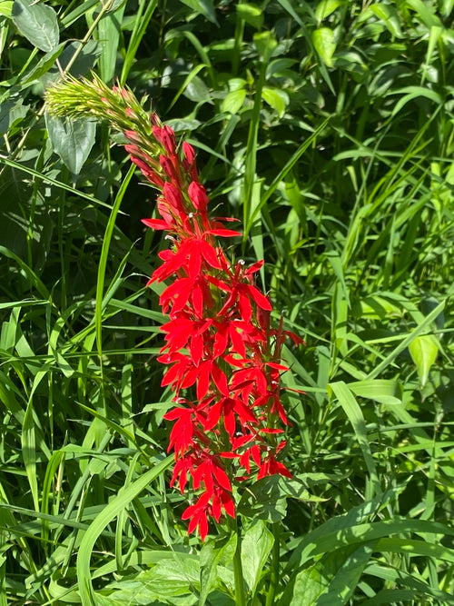 Cardinal flower | Lobelia cardinalis