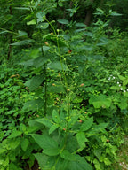Late figwort | Scrophularia marilandica