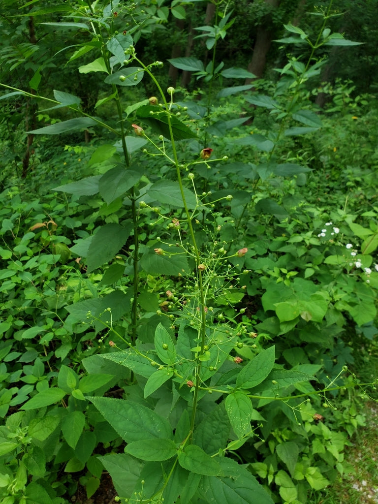 Late figwort | Scrophularia marilandica