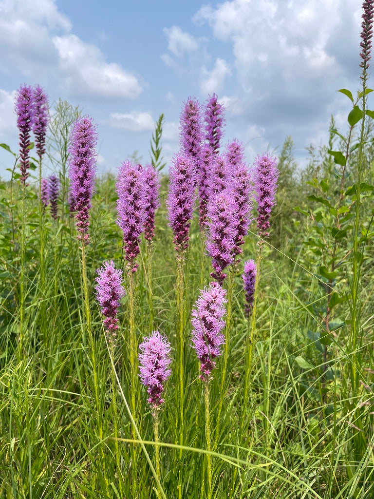 Prairie blazing star | Liatris pyncostachya