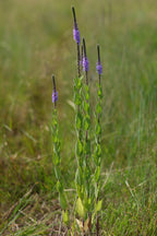 Hoary vervain | Verbena stricta