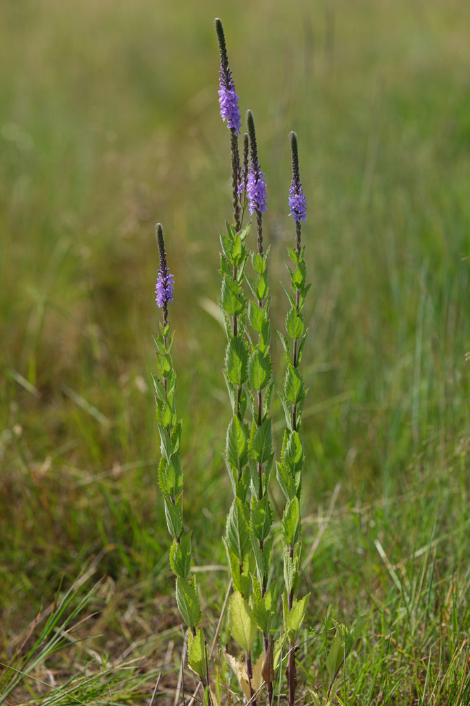 Hoary vervain | Verbena stricta