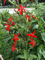 Royal catchfly | Silene regia