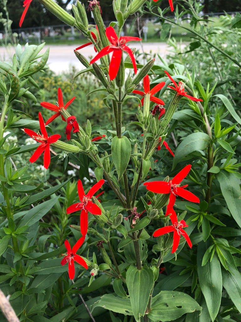 Royal catchfly | Silene regia