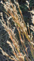 Little bluestem