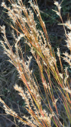 Little bluestem