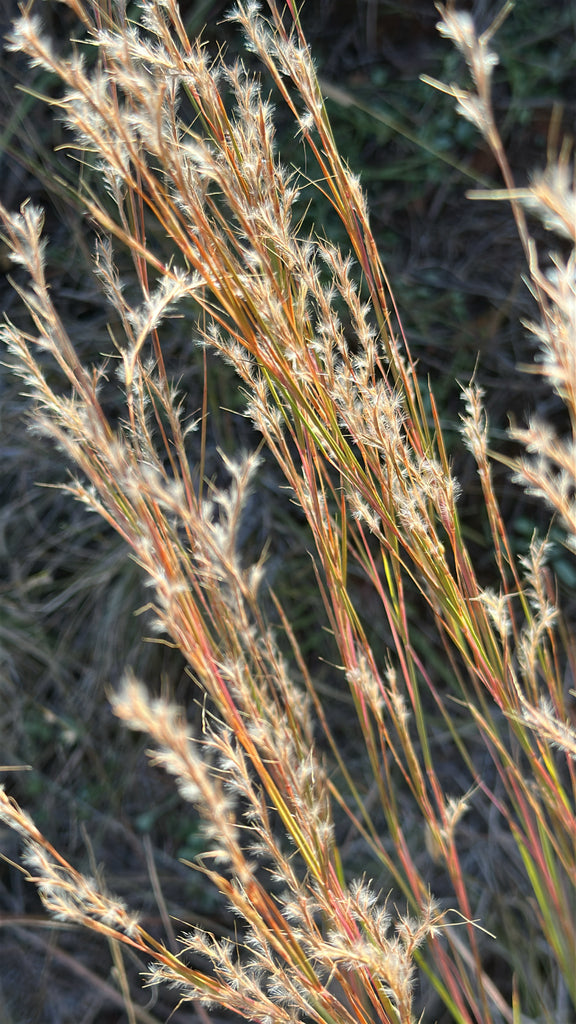 Little bluestem