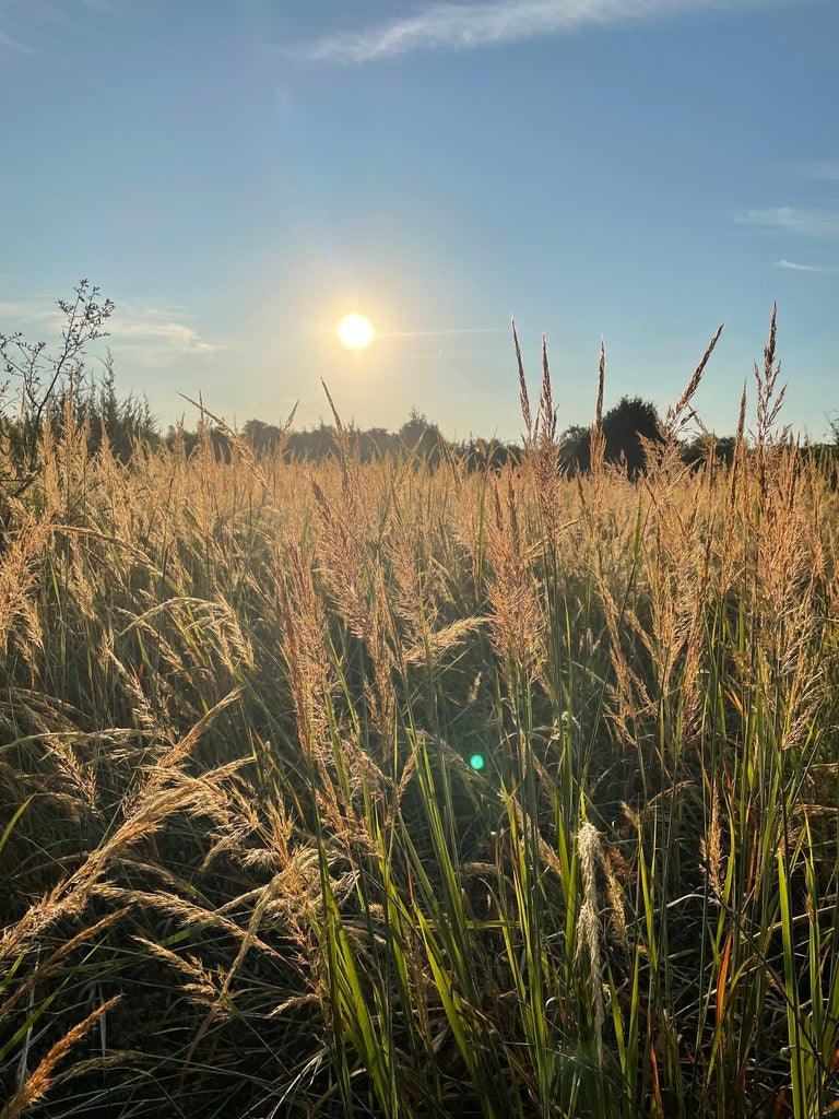 Indiangrass | Sorghastrum nutans