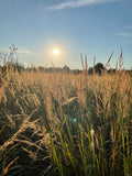 Indiangrass | Sorghastrum nutans
