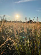 Indiangrass | Sorghastrum nutans