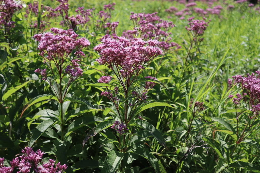 Spotted Joe-Pye weed | Eutrochium maculatum