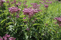 Spotted Joe-Pye weed | Eutrochium maculatum