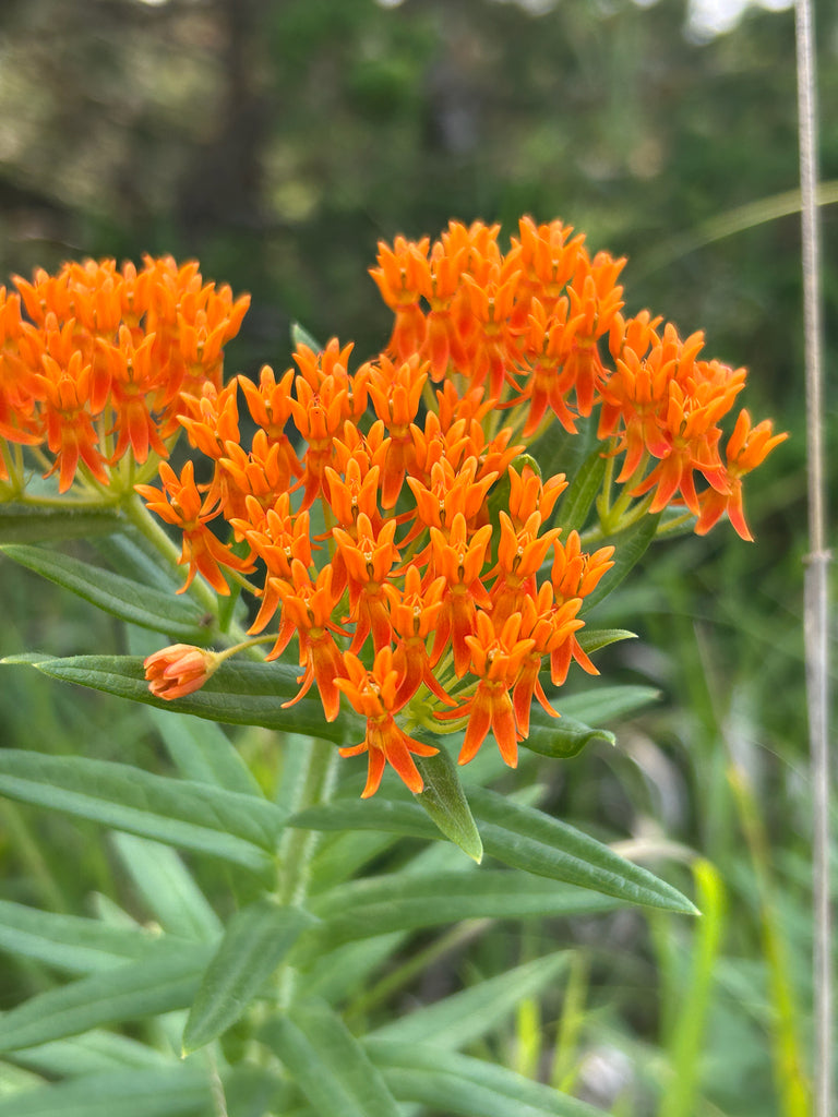 Butterflyweed | Asclepias tuberosa