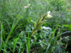 Palm Sedge | Carex muskingumensis