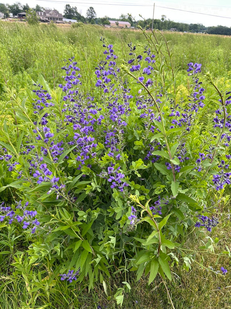 Blue wild indigo | Baptisia australis