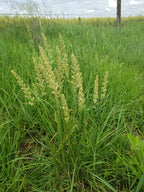 Junegrass | Koeleria macrantha