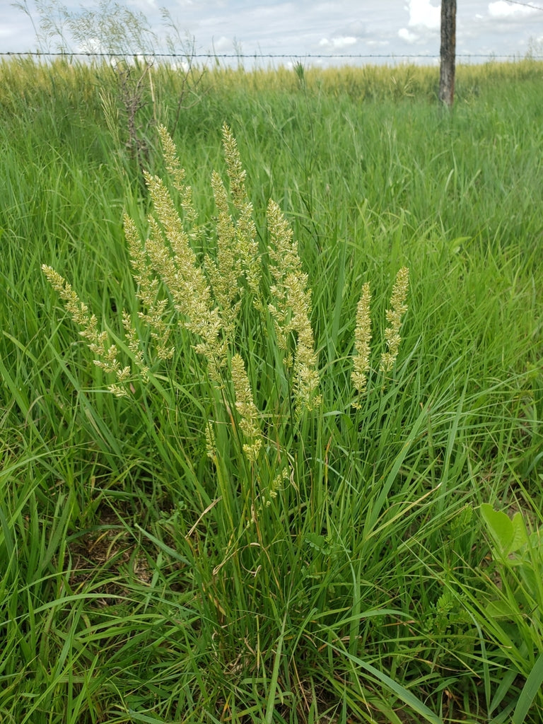 Junegrass | Koeleria macrantha