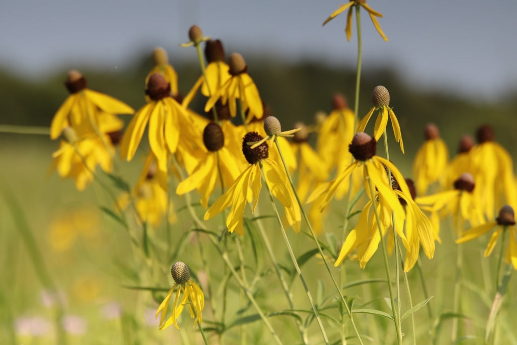 Gray-headed coneflower | Ratibidia pinnata