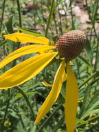 Gray-headed coneflower | Ratibidia pinnata