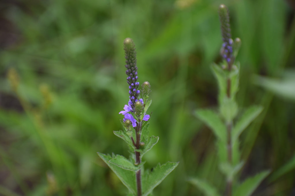 Hoary vervain | Verbena stricta