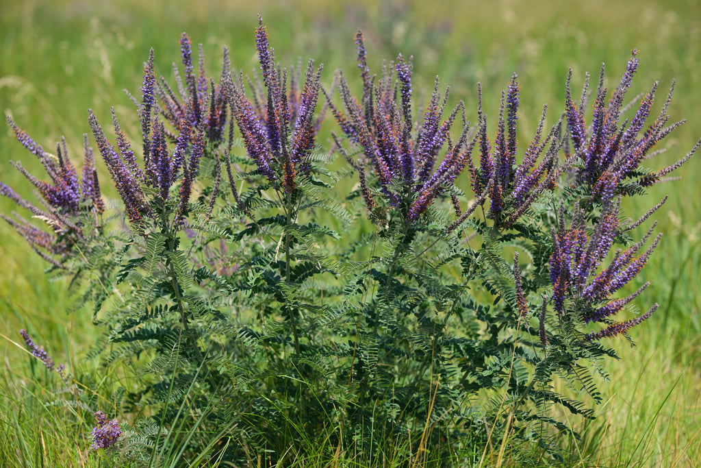 Leadplant | Amorpha canescens