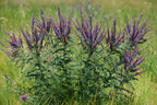 Leadplant | Amorpha canescens