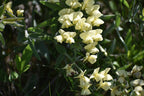 Cream wild indigo | Baptisia bracteata