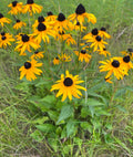 Orange coneflower | Rudbeckia fulgida var. sullivantii