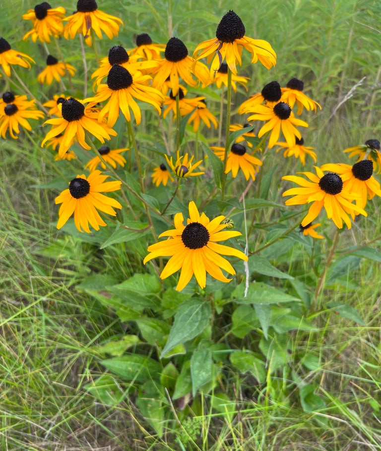 Orange coneflower | Rudbeckia fulgida var. sullivantii