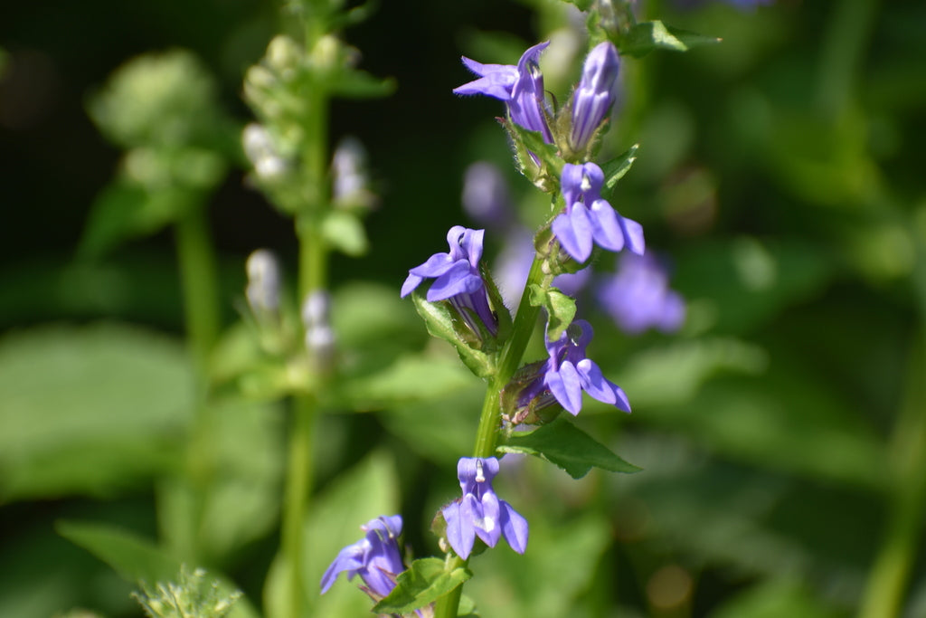 Great blue lobelia | Lobelia siphilitica