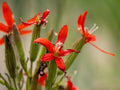 Royal catchfly | Silene regia