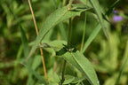 Common boneset | Eupatorium perfoliatum