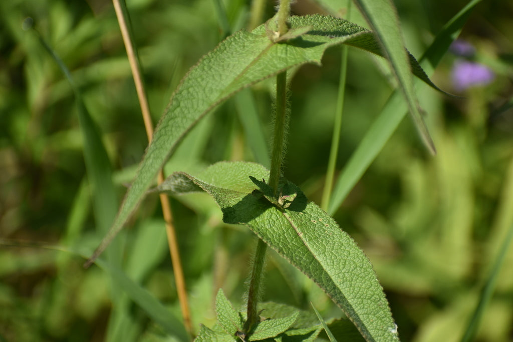Common boneset | Eupatorium perfoliatum