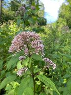 Sweet Joe-Pye weed | Eutrochium purureum