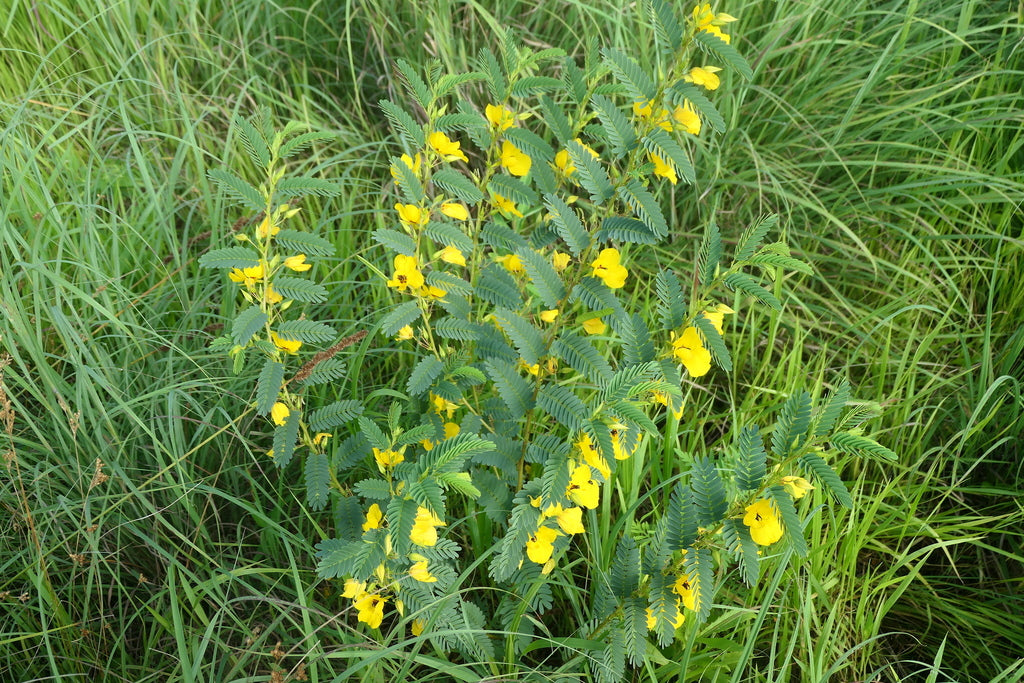 Partridge pea | Chamaecrista fasciculata