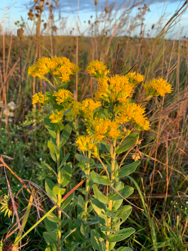 Stiff goldenrod | Oligoneuron rigidum