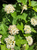 Ninebark | Physocarpus opulifolius