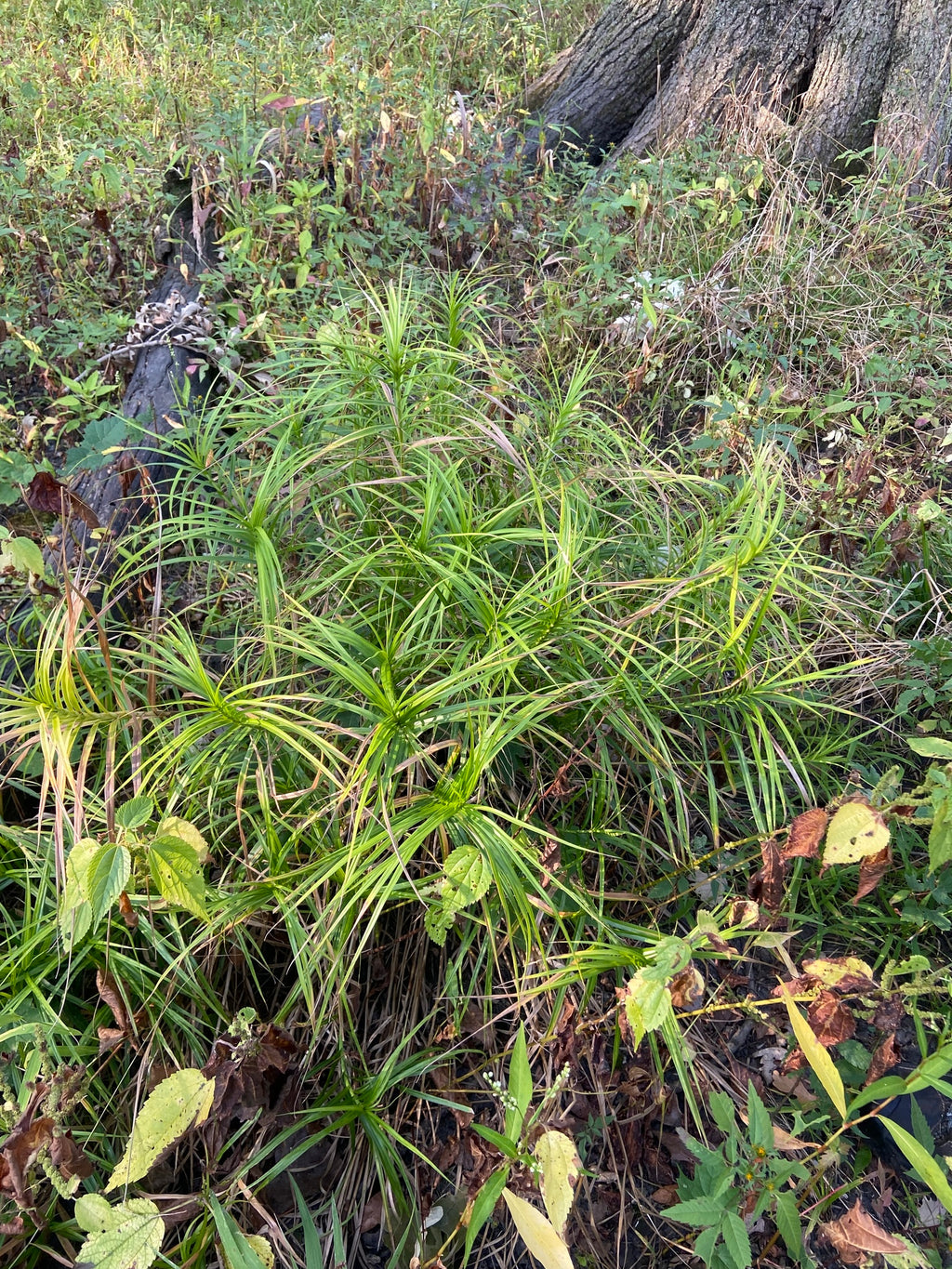 Palm Sedge | Carex muskingumensis