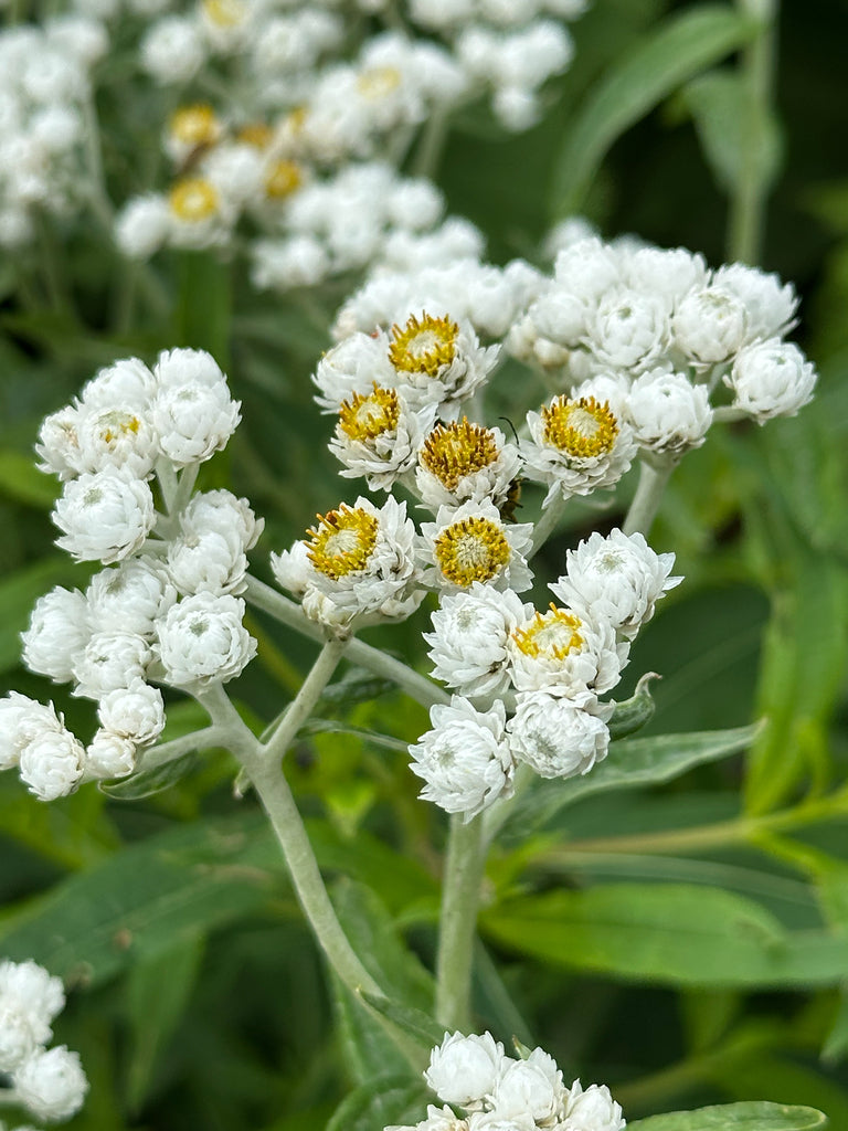 Pearly everlasting | Anaphalis margaritacea