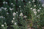 Pearly everlasting | Anaphalis margaritacea