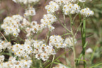 Pearly everlasting | Anaphalis margaritacea