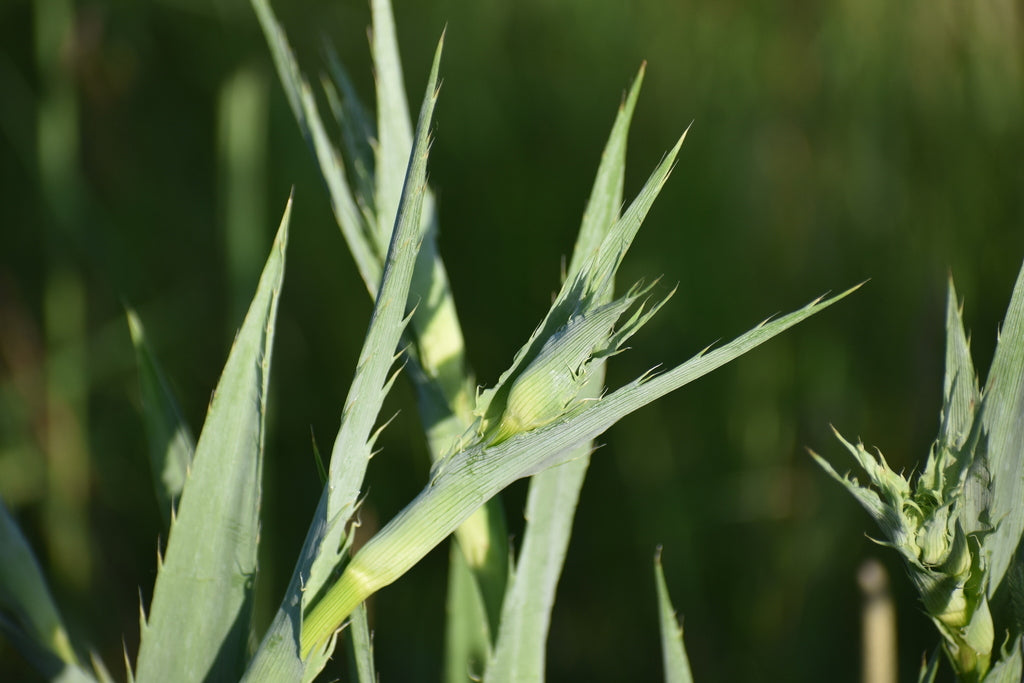 Rattlesnake master | Eryngium yuccifolium