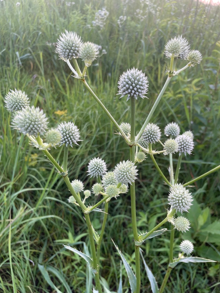 Rattlesnake master | Eryngium yuccifolium